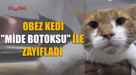 Obez kedi "mide botoksu" ile zayıfladı